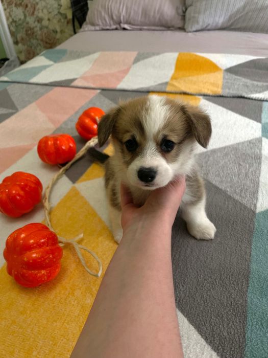 Щенки Корги готовятся к продаже