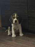 Pui Catel Beagle 9 săptămâni