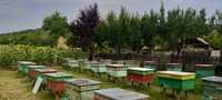 Vând familii de albine /roiuri