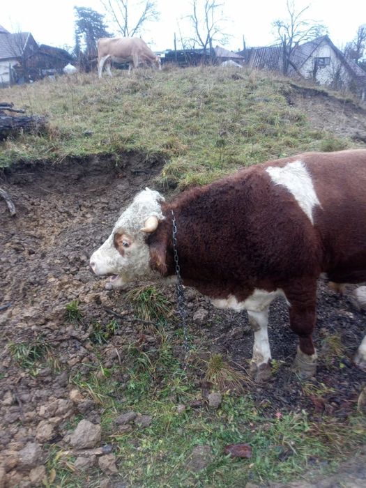 Vând taur rasa Bălțata Românească
