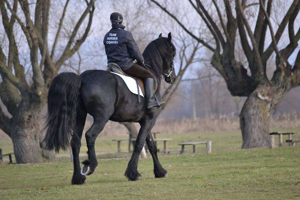 vand frizian friesian echitatie