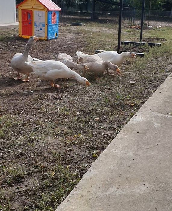 Gaste tula ( luptătoare) ,