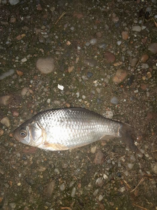 Carasi pentru somn,stiuca