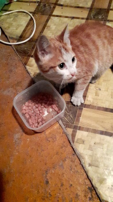 Пристраиваются 2 котика