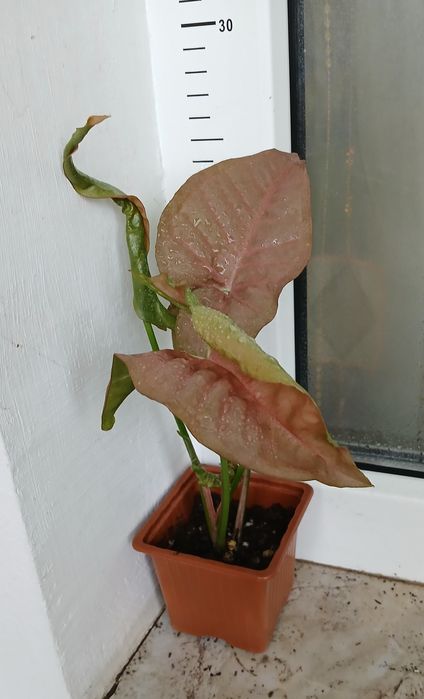 Сингониуми,Дяволски бръшлян, епипремнуми, монстера, пиперомия, мушкато