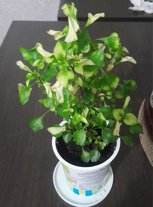 Комнатные цветы (альтернантера, драцена,панданус)