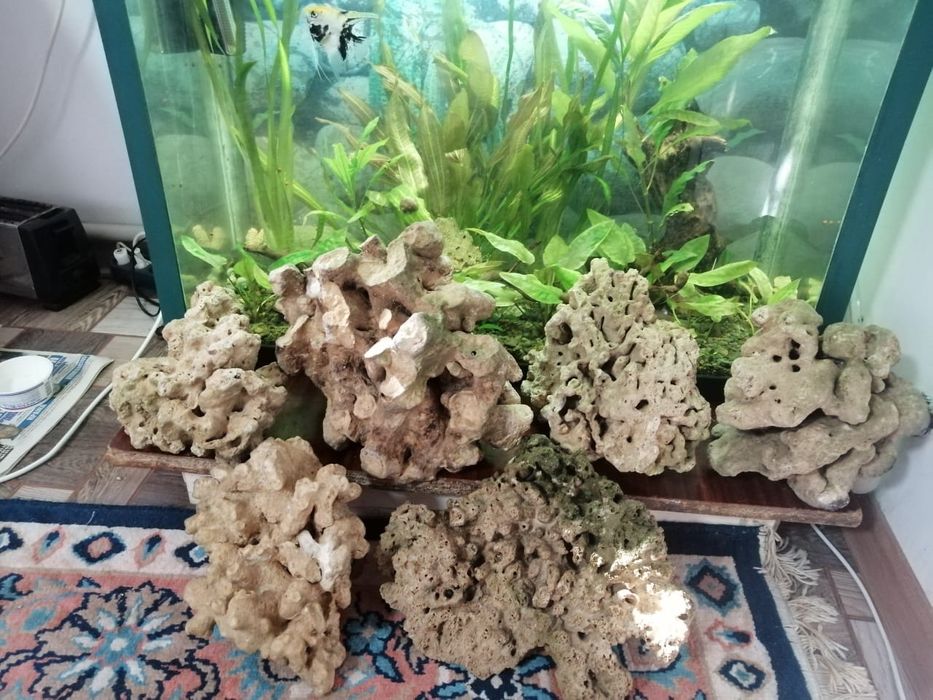 кораллы, песчаник в аквариум