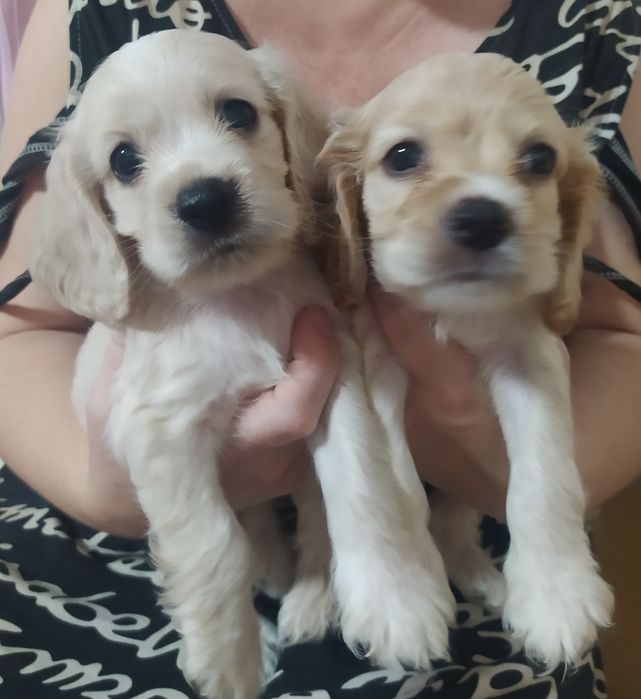 Продам щенков английский кокер спаниэль