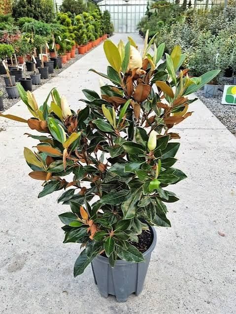 Magnolie grandi flora