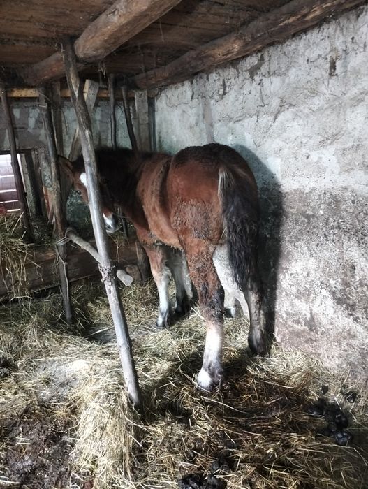 Mânz de 5 luni de vânzare