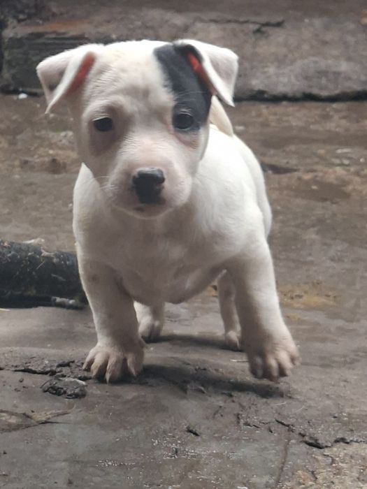 Джак ръсел териер