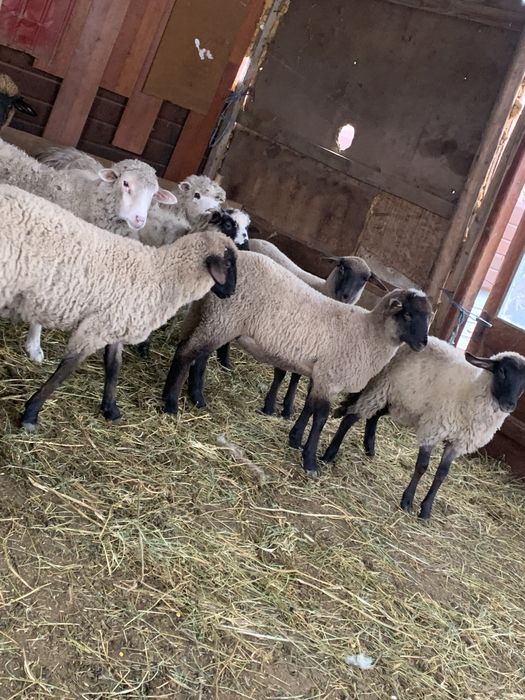 Vand 10 carlani si 6 miei de lapte