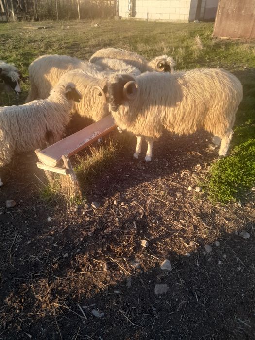 Vand berbec stramior