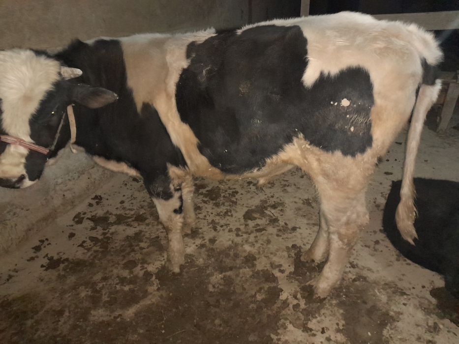 Mol sotiladi  kelishilgan holda sotiladi mol kami bor