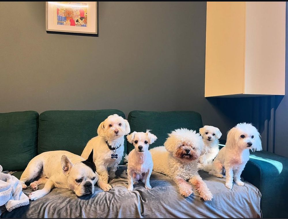Pet sitter/ bona animale de companie
