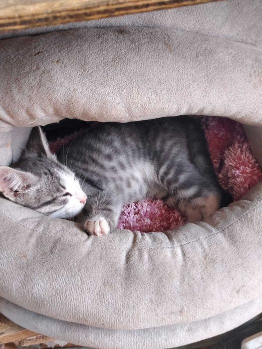 Отдам в добрые руки котенка