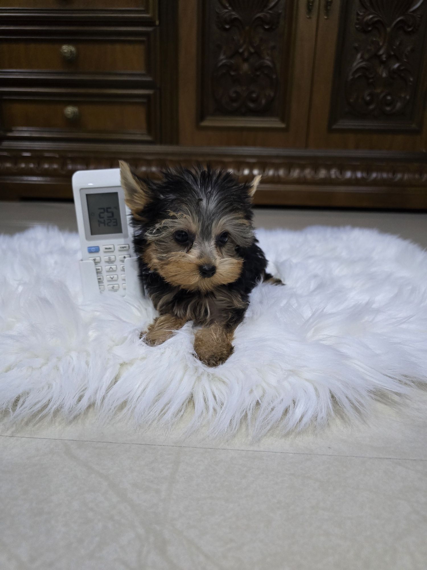 Yorkshire terrier mascul