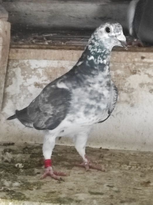 Desființare crescătorie porumbei voiajori belgieni cu rezultate expo