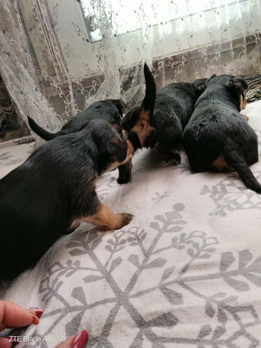 Продавам Иоркита