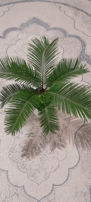 Пальма саговая, цикас