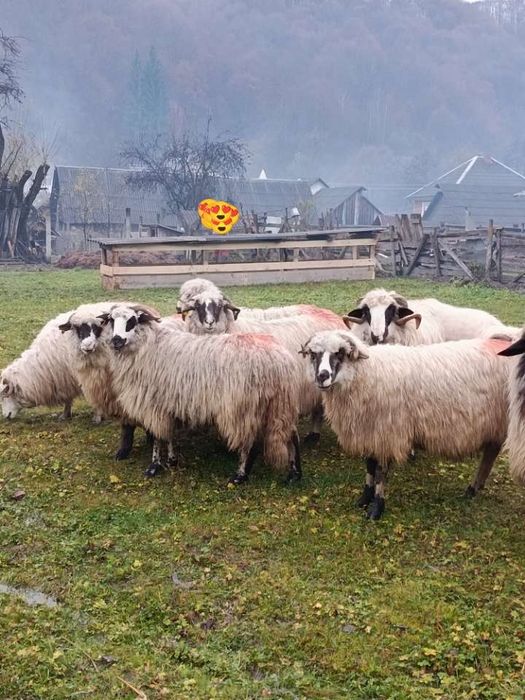 Vând 9 oi și un berbec mior