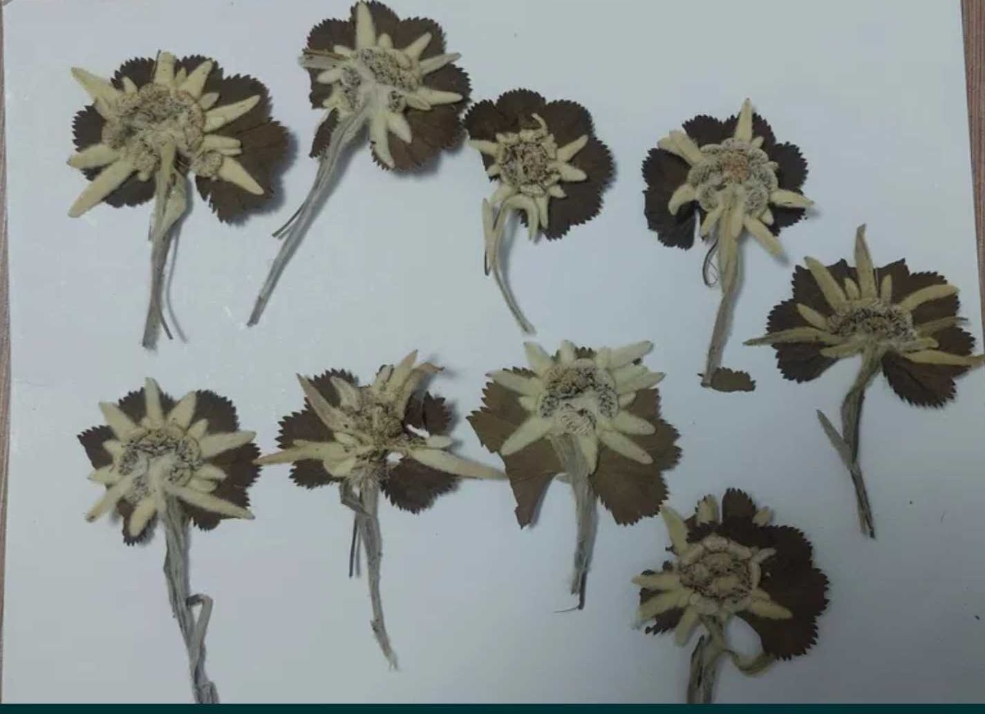 Floare de colt veche de 40 ani ,presată, în tablou