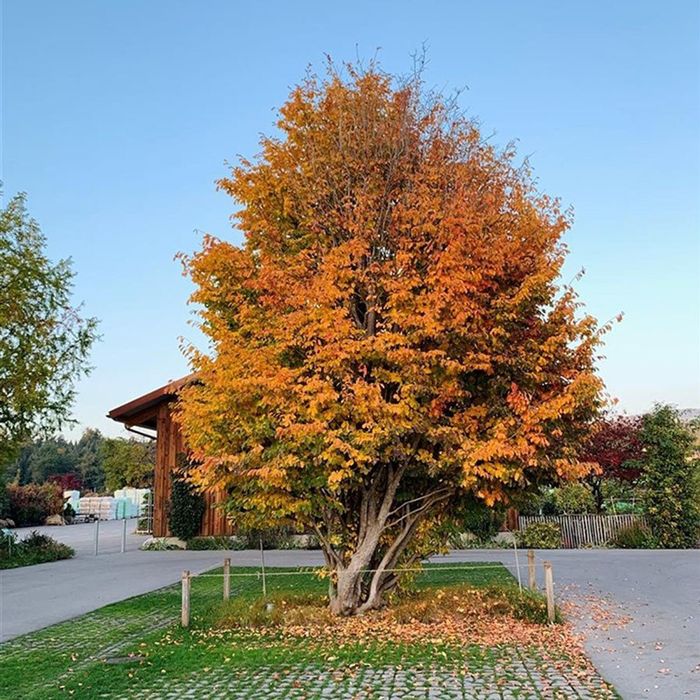Arborele de fier persan
