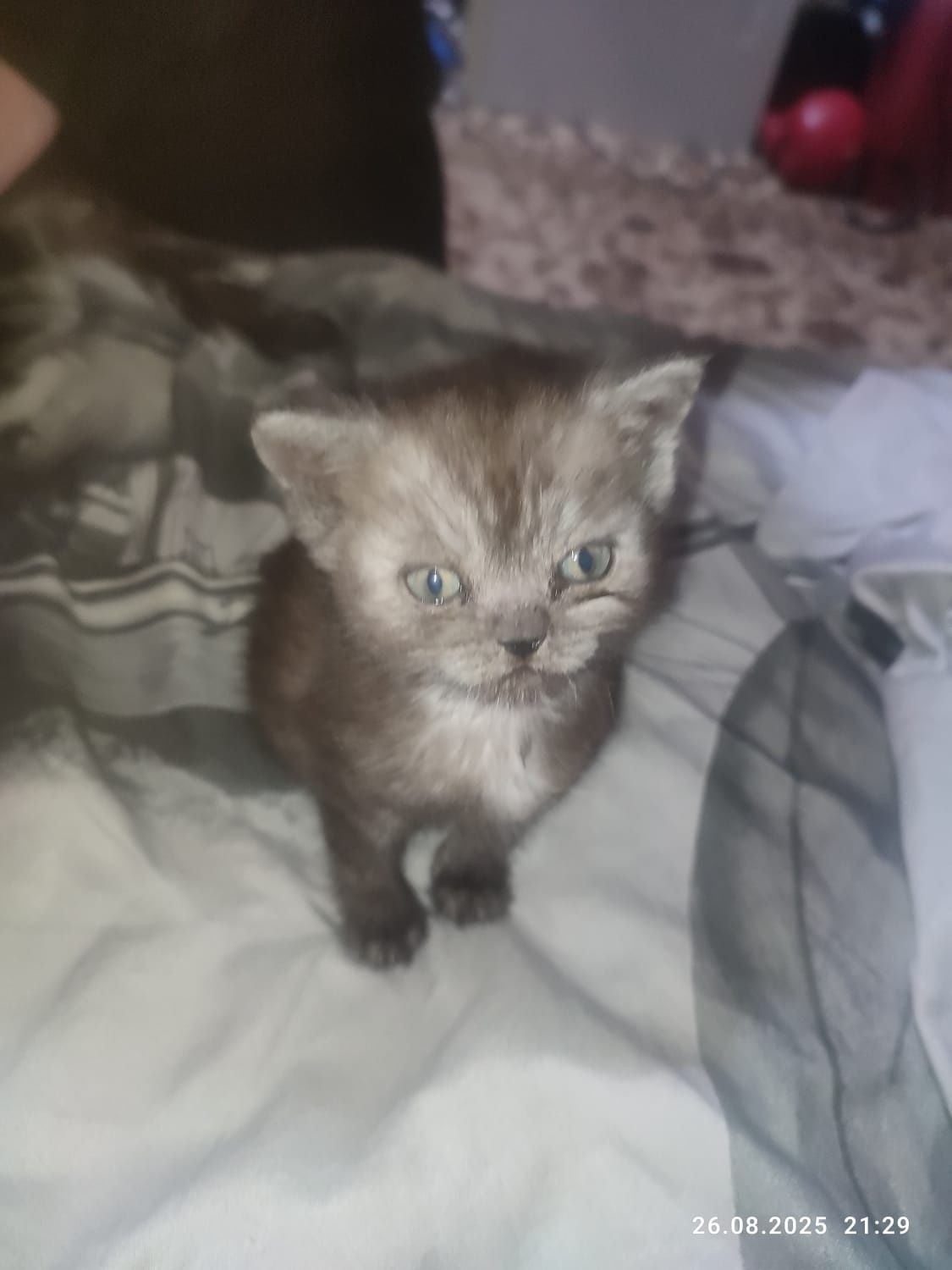 Котята Скоттиш страйт