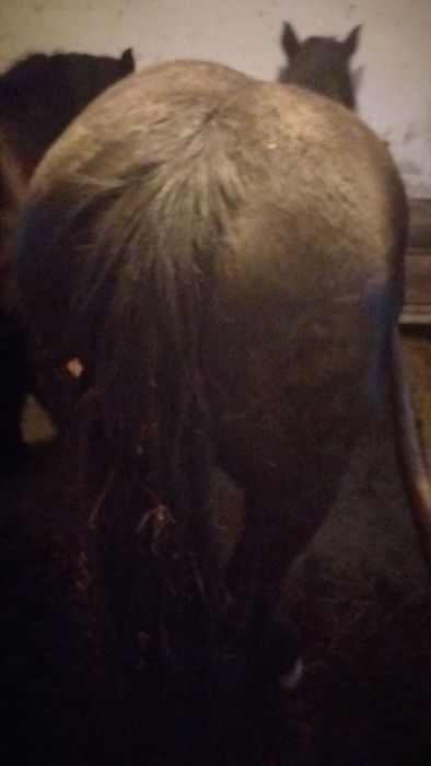 Vand 4 iepe si 4 manzi