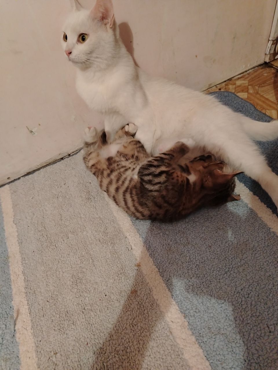 Кошка и Катеньку
