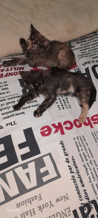 Отдам котят в хорошие руки