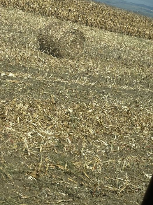 Vand baloti porumb 120x120