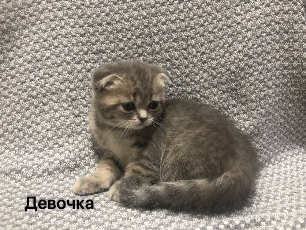 Ктоенок Скотиш фолд