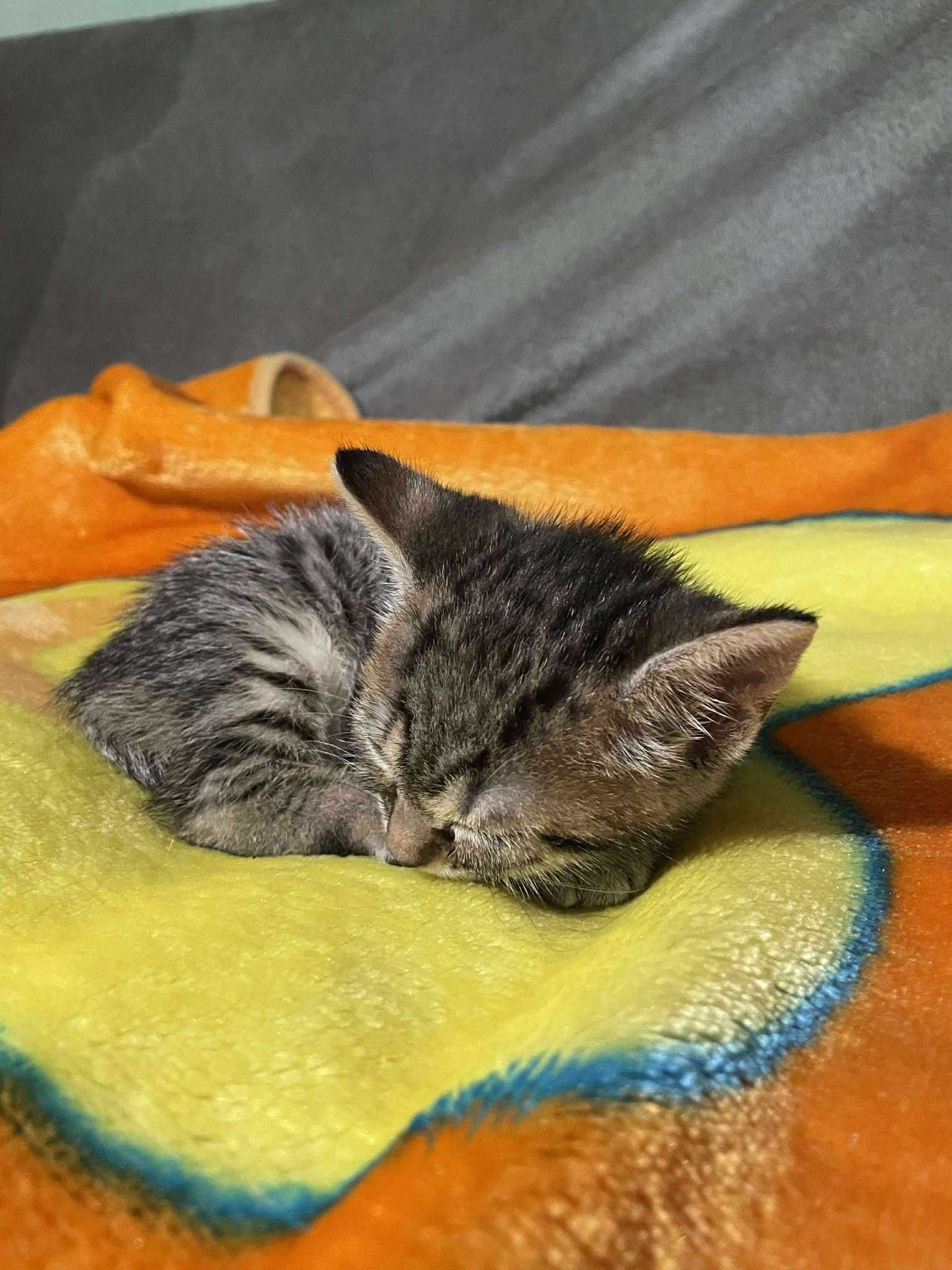 pisoi mic pentru adoptie