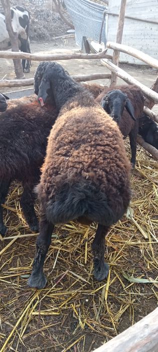 Quchqor sotlad yeb ichw zur