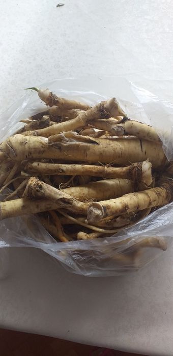 Свежие корни и молодые листья хрена