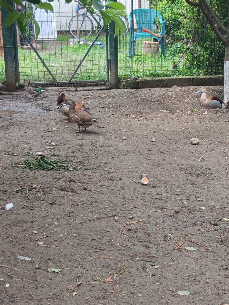 Rațe Mandarin și Atlantic