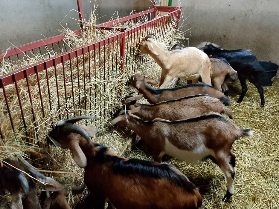 Vand iezi si iede de diferte marimi si culori.