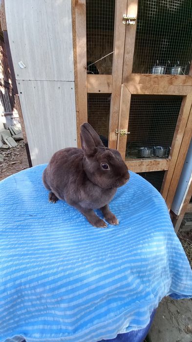 Iepurași de rasă rex pitic