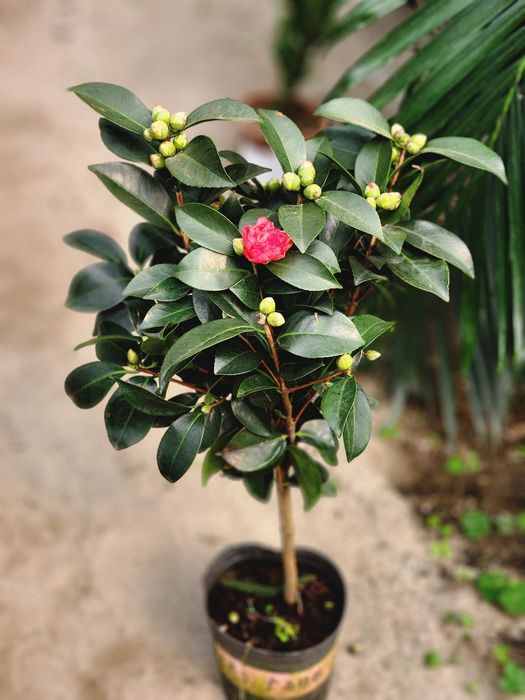 Камелия белый и красный