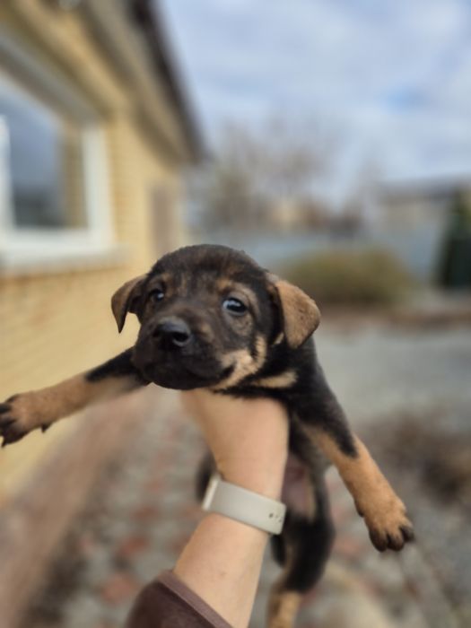 Щенки подрощенные Стерилизованы.
