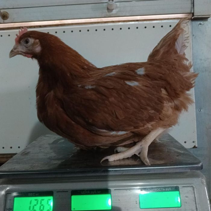 ломан Браун . ломан браун