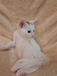 Adoptie pui de pisica 2 luni femelă