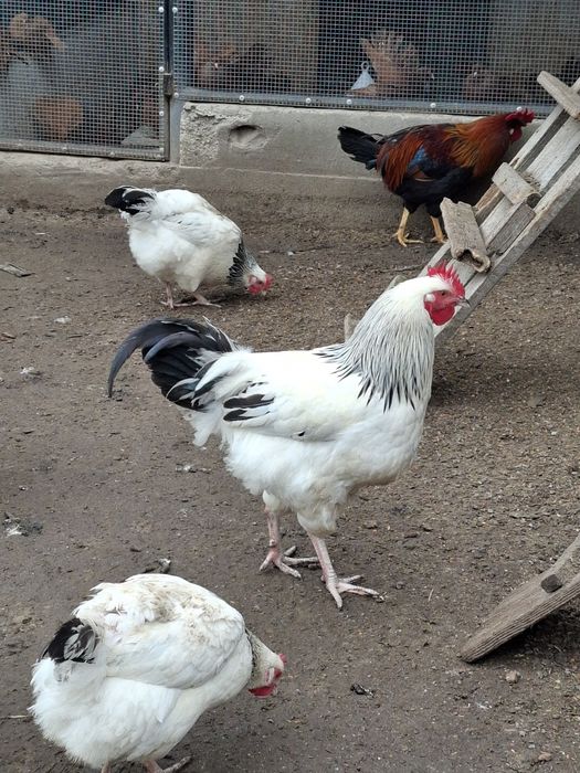 Cocosi susex si italieni culoarea potârnichie