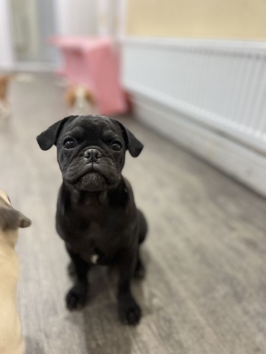 Mascul pug ,mops superb!