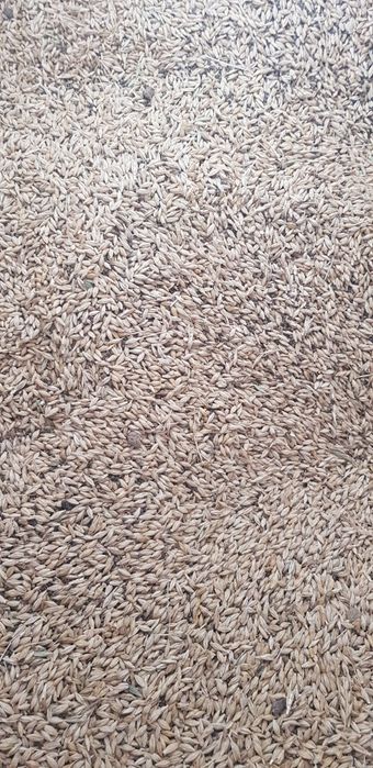 1,4 Orzoaica de toamna cca. 1500 kg, prod. 2025, transport la cerere