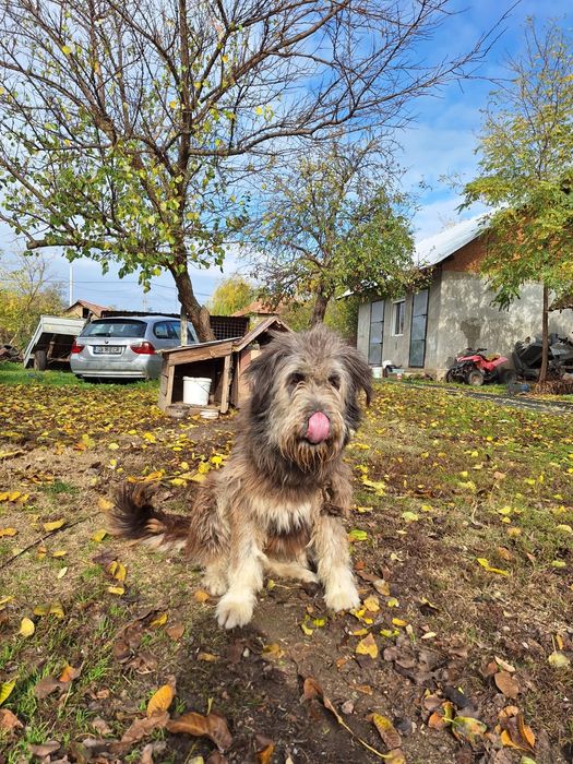Femela Ciobănesc Mioritic de 2 ani cu acte în regula