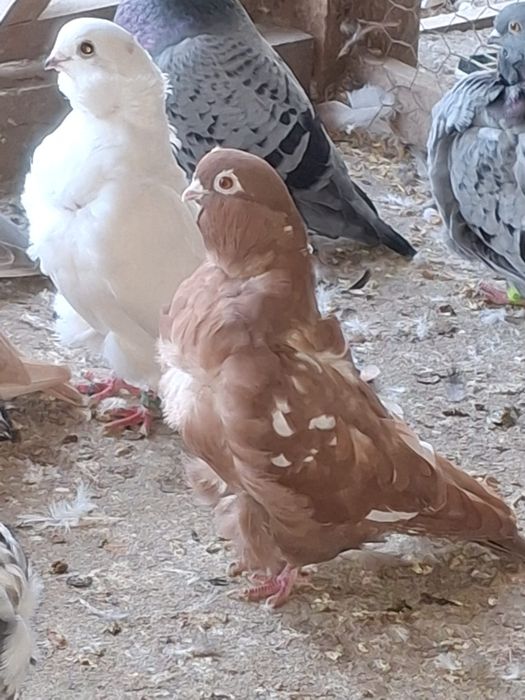 Porumbei pescarusi chinezi