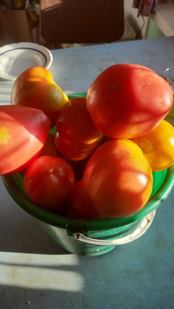 Продаю дачные помидоры,очень вкусные.