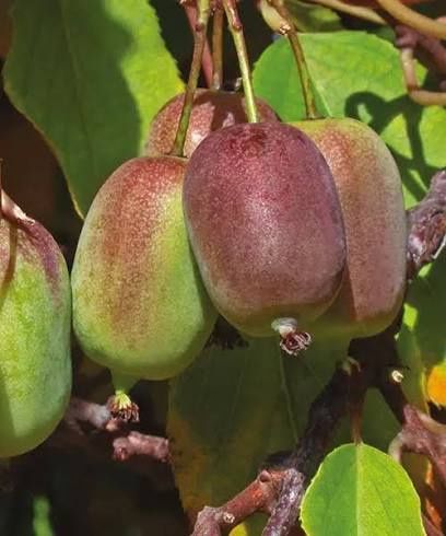 Kiwi (Soiul Ken 's Red )